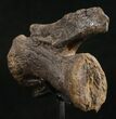 Diplodocus Caudal Vertebra - Dana Quarry #10144-2